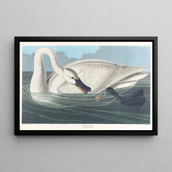 Swan trumpet - John James Audubon — framed artwork on a wall