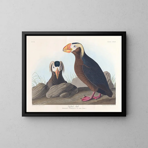 Macareux cornu - John James Audubon — framed artwork on a wall