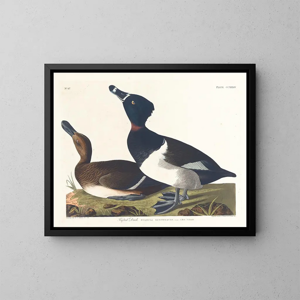 Fuligule milouin - John James Audubon — framed artwork on a wall