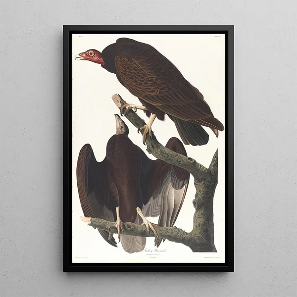 Urubu à tête rouge - John James Audubon — framed artwork on a wall