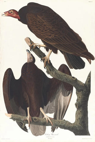 Urubu à tête rouge - John James Audubon — artwork view
