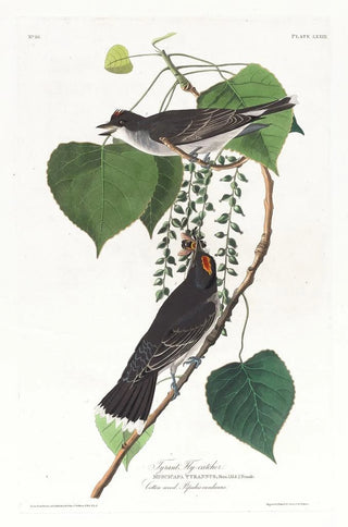 Moucherolle tyran - John James Audubon — artwork view