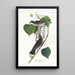 Moucherolle tyran - John James Audubon — framed artwork on a wall
