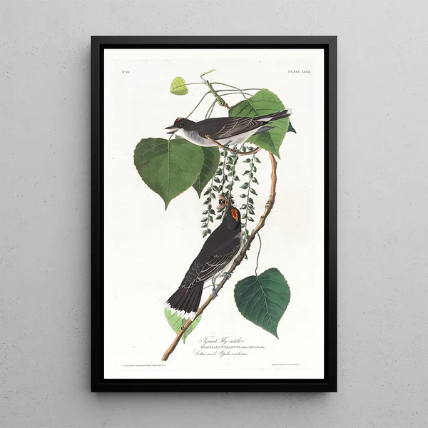 Moucherolle tyran - John James Audubon — framed artwork on a wall