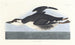 Uria brunnichii - John James Audubon — artwork view