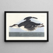 Uria brunnichii - John James Audubon — framed artwork on a wall