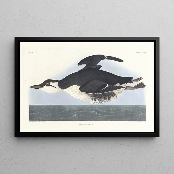Uria brunnichii - John James Audubon — framed artwork on a wall