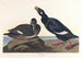 Canard de velours - John James Audubon — artwork view