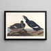 Canard de velours - John James Audubon — framed artwork on a wall