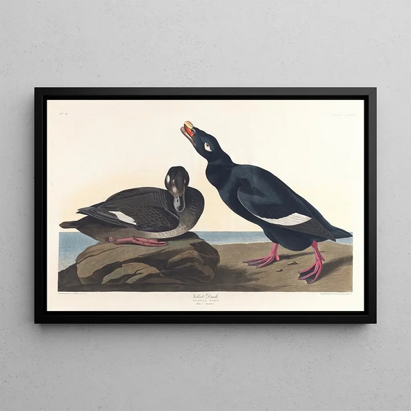 Canard de velours - John James Audubon — framed artwork on a wall