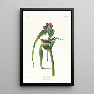 Paruline de Vigors - John James Audubon — framed artwork on a wall