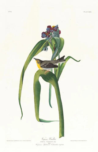 Paruline de Vigors - John James Audubon — artwork view