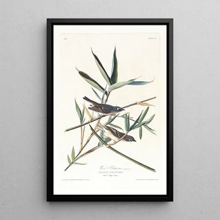 Vireo solitaire - John James Audubon — framed artwork on a wall