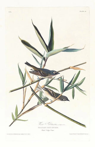 Vireo solitaire - John James Audubon — artwork view
