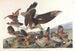Virginian Partridge - John James Audubon — artwork view