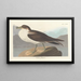 Puffin Fouquet - John James Audubon — framed artwork on a wall