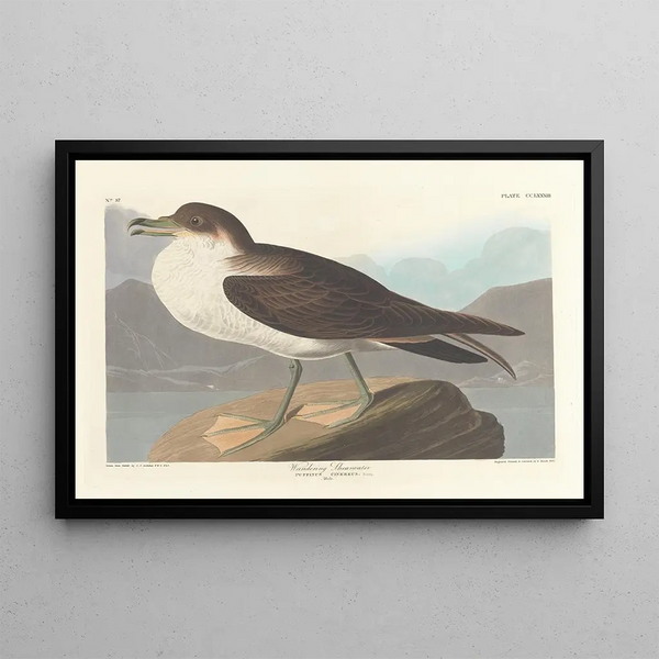 Puffin Fouquet - John James Audubon — framed artwork on a wall