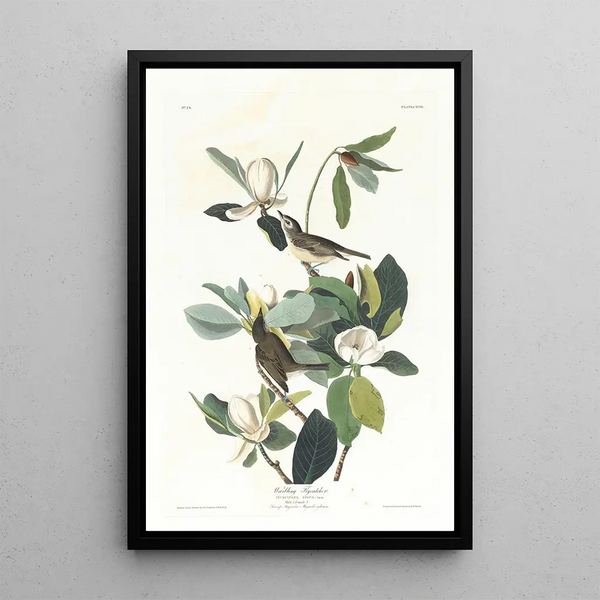 Moucherolle chanteur - John James Audubon — framed artwork on a wall