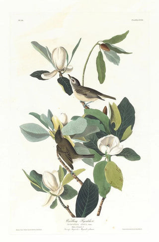 Moucherolle chanteur - John James Audubon — artwork view