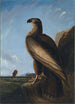 Aigle de mer de Washington - John James Audubon — artwork view