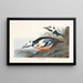 Western Duck - John James Audubon — framed artwork on a wall