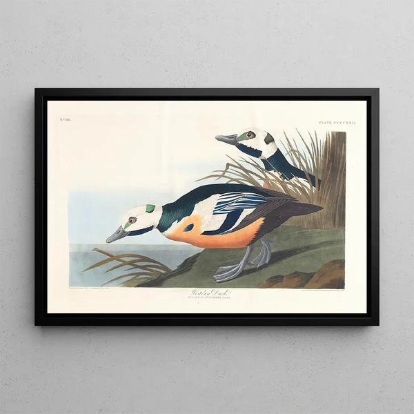 Western Duck - John James Audubon — framed artwork on a wall