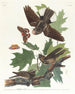 Engoulvent wood-sapwood - John James Audubon — artwork view