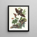 Engoulvent wood-sapwood - John James Audubon — framed artwork on a wall