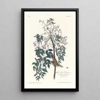 Moucherolle à yeux blancs - John James Audubon — framed artwork on a wall