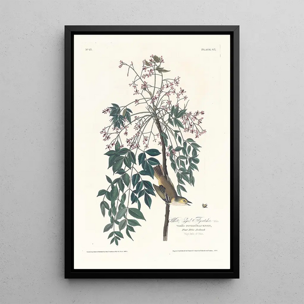 Moucherolle à yeux blancs - John James Audubon — framed artwork on a wall