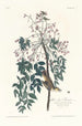Moucherolle à yeux blancs - John James Audubon — artwork view
