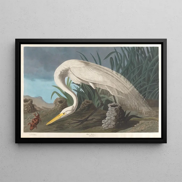 White Heron Painting - John James Audubon — framed artwork on a wall
