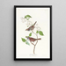 White-throated Sparrow - John James Audubon — framed artwork on a wall