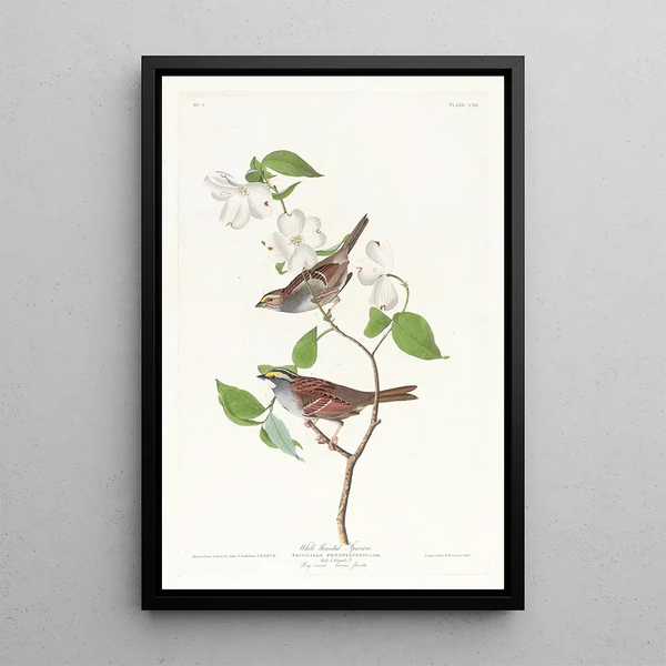 White-throated Sparrow - John James Audubon — framed artwork on a wall