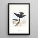 Swallow with White Belly - John James Audubon — framed artwork on a wall