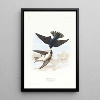 Swallow with White Belly - John James Audubon — framed artwork on a wall