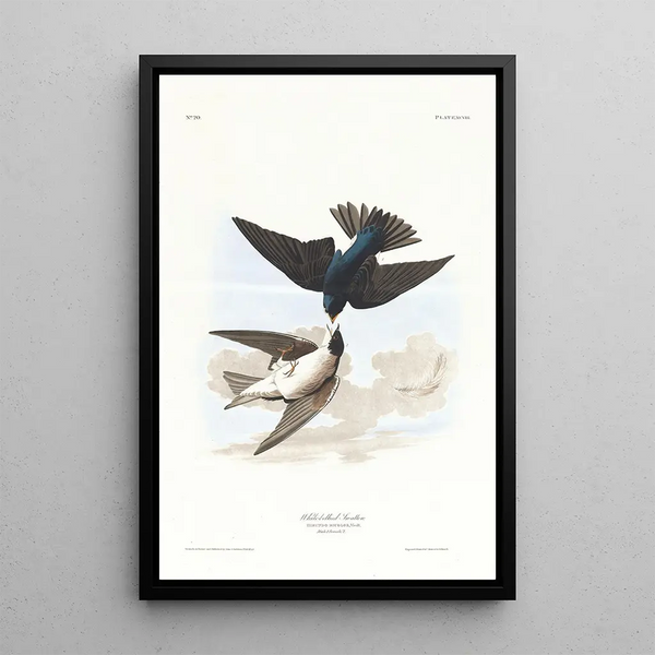 Swallow with White Belly - John James Audubon — framed artwork on a wall