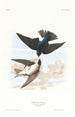 Swallow with White Belly - John James Audubon — artwork view