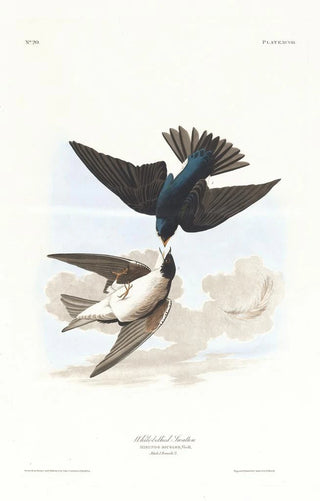 Swallow with White Belly - John James Audubon — artwork view
