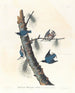 Sittelle à poitrine blanche - John James Audubon — artwork view