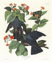 Pigeon à couronne blanche - John James Audubon — artwork view
