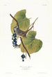 Bruant à couronne blanche - John James Audubon — artwork view