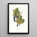 Bruant à couronne blanche - John James Audubon — framed artwork on a wall