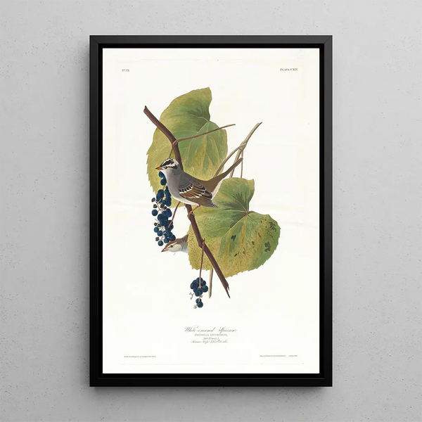Bruant à couronne blanche - John James Audubon — framed artwork on a wall