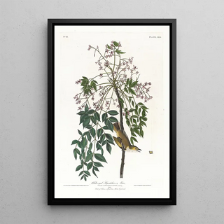 Moucherolle ou viréo à yeux blancs - John James Audubon — framed artwork on a wall