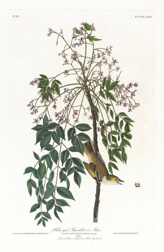 Moucherolle ou viréo à yeux blancs - John James Audubon — artwork view