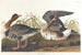 Goose with a white front - John James Audubon — artwork view
