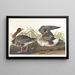 Goose with a white front - John James Audubon — framed artwork on a wall