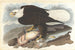 Bald Eagle - John James Audubon — artwork view
