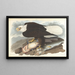 Bald Eagle - John James Audubon — framed artwork on a wall
